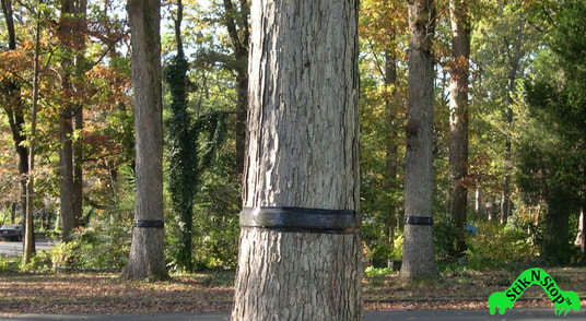 StikNStop Tree Banding Service